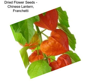 Dried Flower Seeds - Chinese Lantern, Franchetti