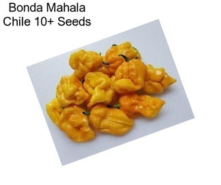 Bonda Mahala Chile 10+ Seeds