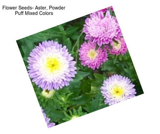 Flower Seeds- Aster, Powder Puff Mixed Colors