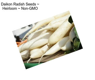 Daikon Radish Seeds ~ Heirloom ~ Non-GMO