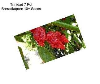 Trinidad 7 Pot Barrackapore 10+ Seeds