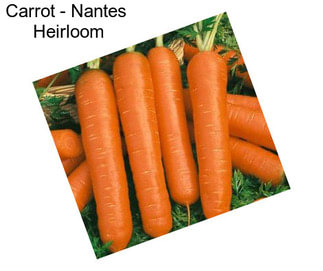 Carrot - Nantes  Heirloom