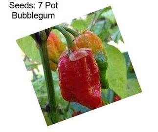 Seeds: 7 Pot Bubblegum