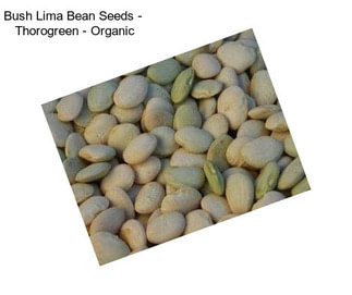 Bush Lima Bean Seeds -  Thorogreen - Organic