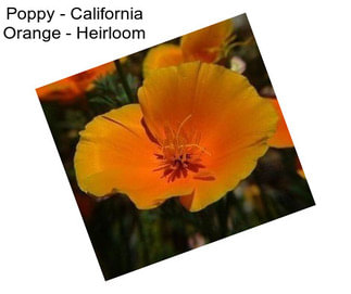 Poppy - California Orange - Heirloom