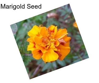 Marigold Seed