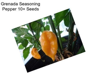 Grenada Seasoning Pepper 10+ Seeds