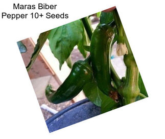 Maras Biber Pepper 10+ Seeds