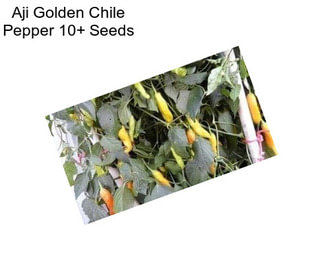 Aji Golden Chile Pepper 10+ Seeds
