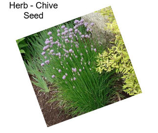 Herb - Chive Seed