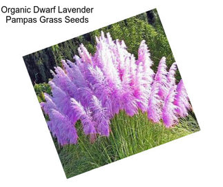 Organic Dwarf Lavender Pampas Grass Seeds