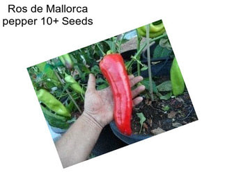 Ros de Mallorca pepper 10+ Seeds