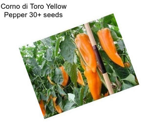 Corno di Toro Yellow Pepper 30+ seeds