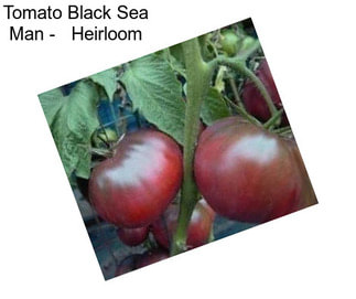 Tomato Black Sea Man -   Heirloom