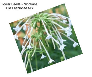 Flower Seeds - Nicotiana, Old Fashioned Mix