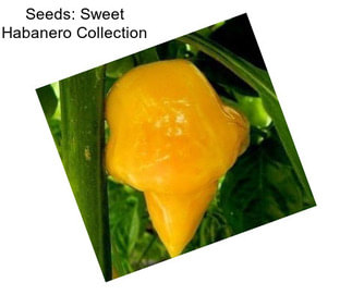 Seeds: Sweet Habanero Collection