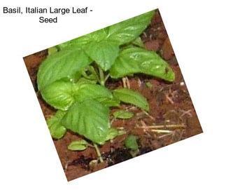Basil, Italian Large Leaf - Seed