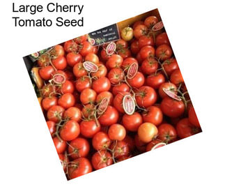 Large Cherry Tomato Seed