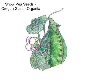 Snow Pea Seeds - Oregon Giant - Organic