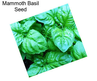 Mammoth Basil Seed