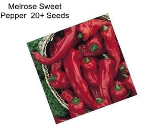 Melrose Sweet Pepper  20+ Seeds