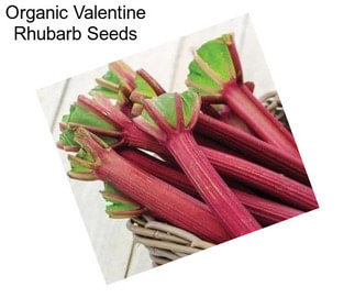 Organic Valentine Rhubarb Seeds