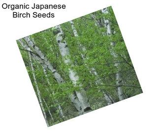 Organic Japanese Birch Seeds