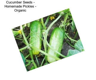 Cucumber Seeds - Homemade Pickles - Organic