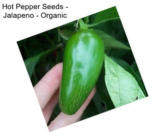 Hot Pepper Seeds - Jalapeno - Organic