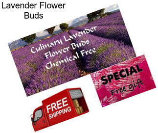 Lavender Flower Buds