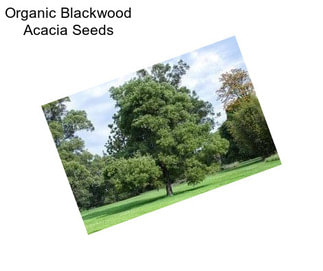 Organic Blackwood Acacia Seeds