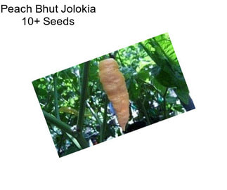 Peach Bhut Jolokia 10+ Seeds