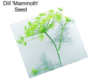 Dill \'Mammoth\' Seed
