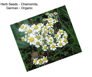 Herb Seeds - Chamomile, German - Organic