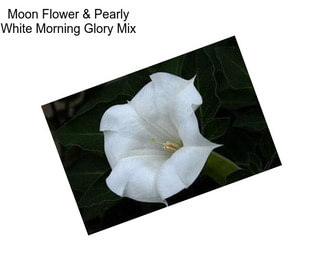 Moon Flower & Pearly White Morning Glory Mix