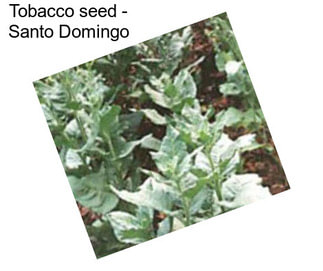 Tobacco seed - Santo Domingo