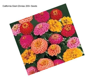 California Giant Zinnias 200+ Seeds