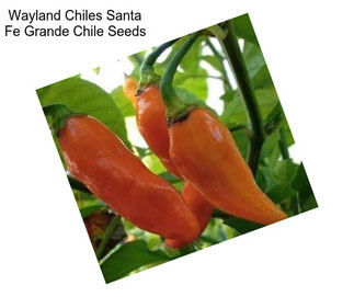 Wayland Chiles Santa Fe Grande Chile Seeds