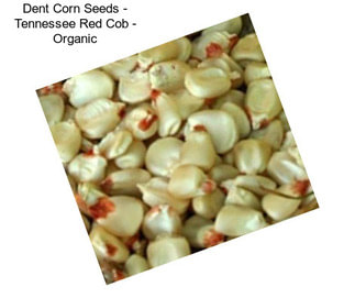 Dent Corn Seeds - Tennessee Red Cob - Organic