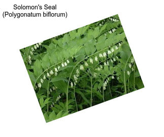 Solomon\'s Seal (Polygonatum biflorum)