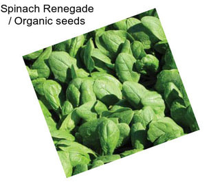 Spinach Renegade / Organic seeds