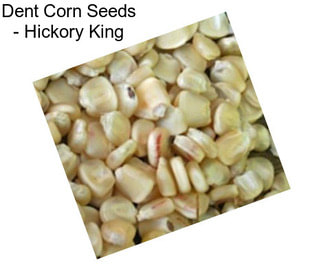 Dent Corn Seeds - Hickory King