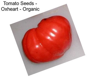 Tomato Seeds - Oxheart - Organic