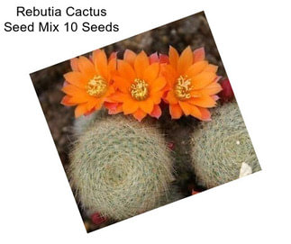 Rebutia Cactus Seed Mix 10 Seeds