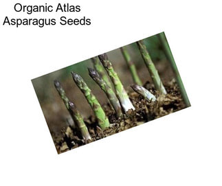 Organic Atlas Asparagus Seeds
