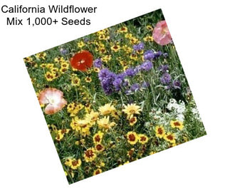 California Wildflower Mix 1,000+ Seeds 