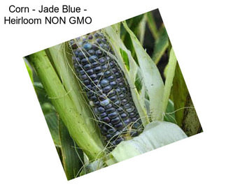 Corn - Jade Blue - Heirloom NON GMO