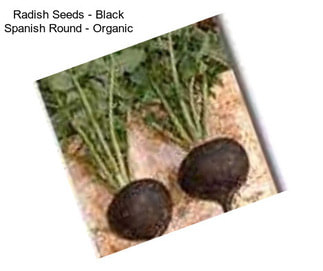 Radish Seeds - Black Spanish Round - Organic