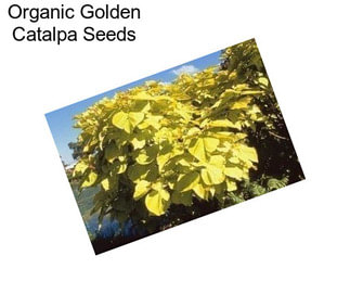 Organic Golden Catalpa Seeds