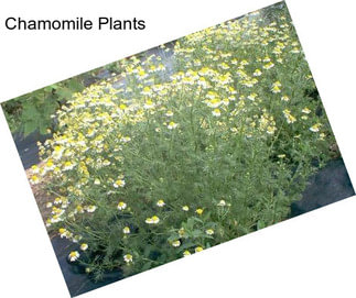 Chamomile Plants